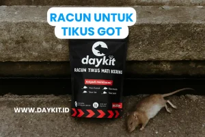 racun tikus got