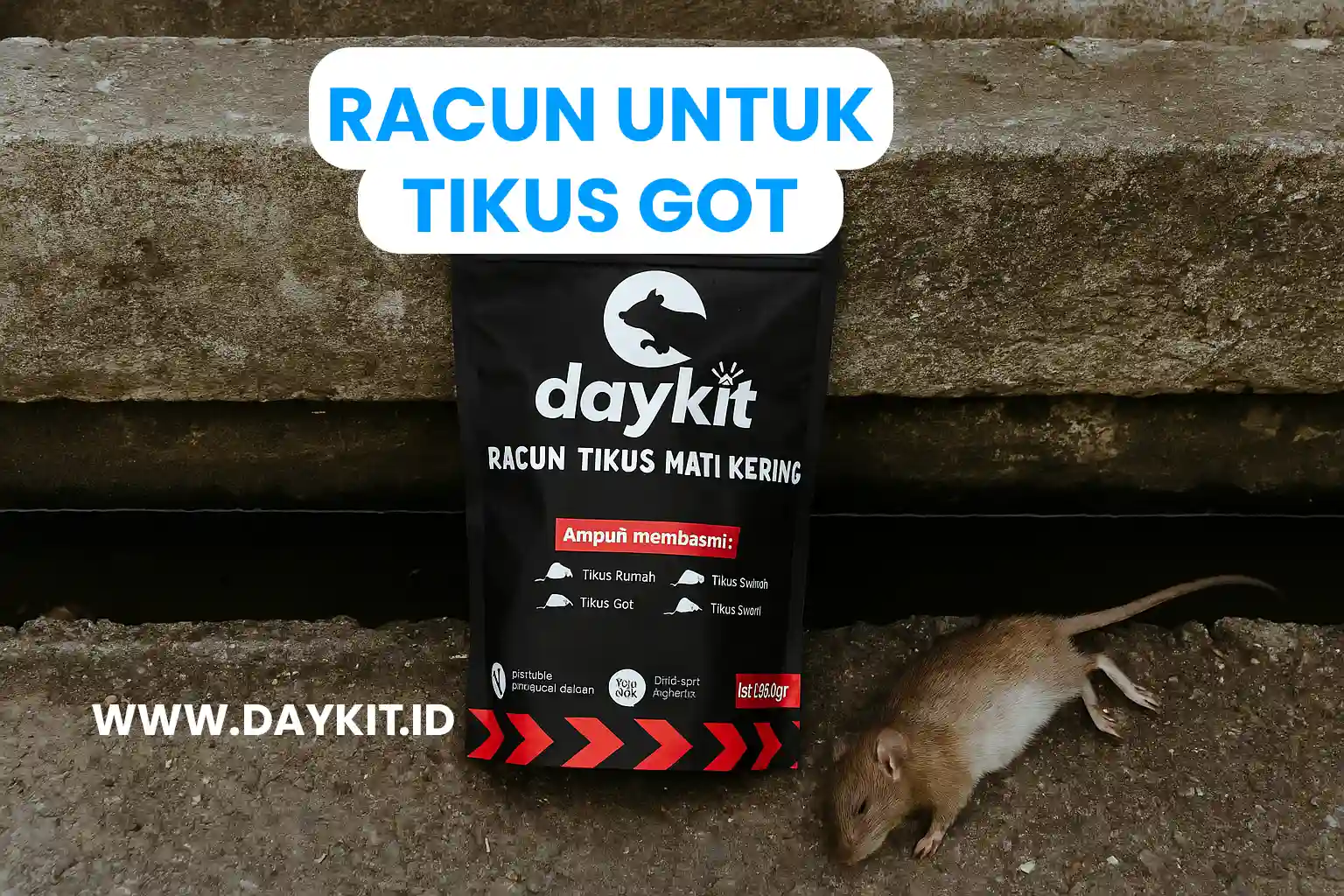 racun tikus got